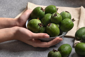 Feijoa Apollo